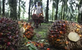 Batu Bara Hingga Nikel Keok Hanya CPO yang Berjaya