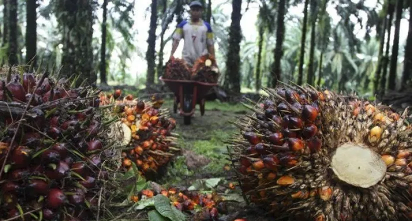 Batu Bara Hingga Nikel Keok, Hanya CPO yang Berjaya!